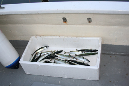 Makrellfisketur 1 2006_0005